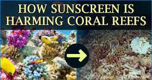 Ocean Safe Coral Safe Sunscreen | Eco Travel
