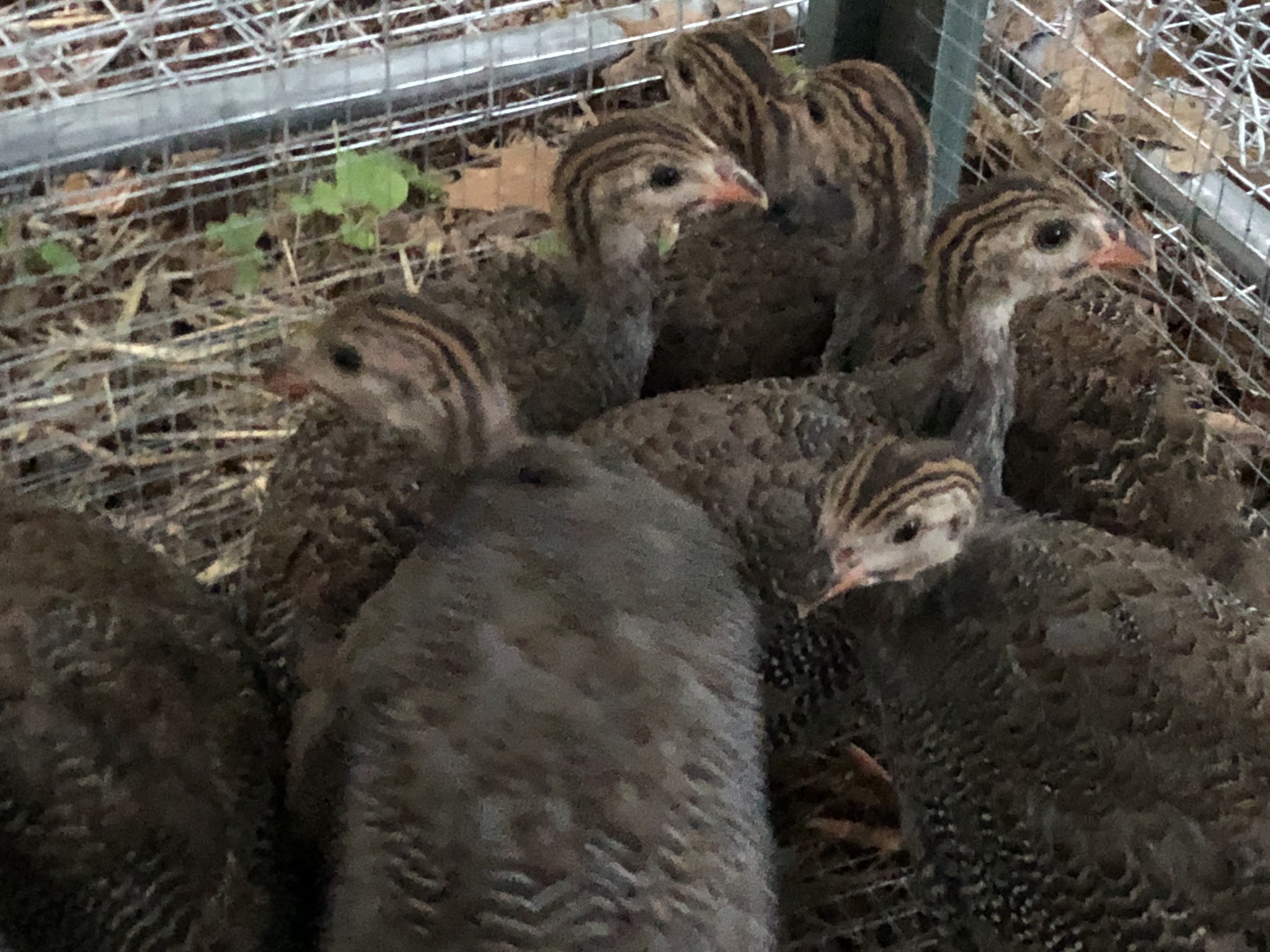 guinea-hens-for-eating-ticks-eco-travel