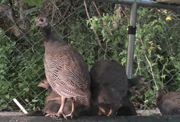 Guinea Hens for eating ticks Eco Travel