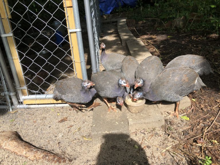 Guinea Hens for eating ticks Time Flies and So Should You