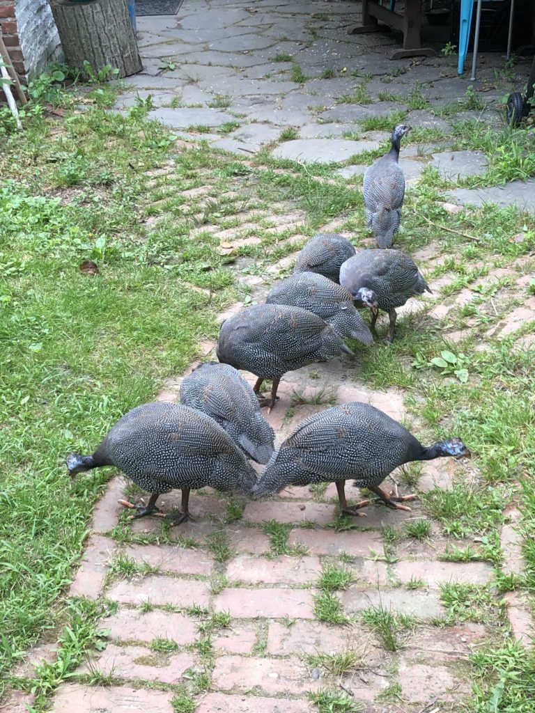 Guinea Fowl May Be the Solution to Insect Pest Problems - Cooperative  Extension: Livestock - University of Maine Cooperative Extension