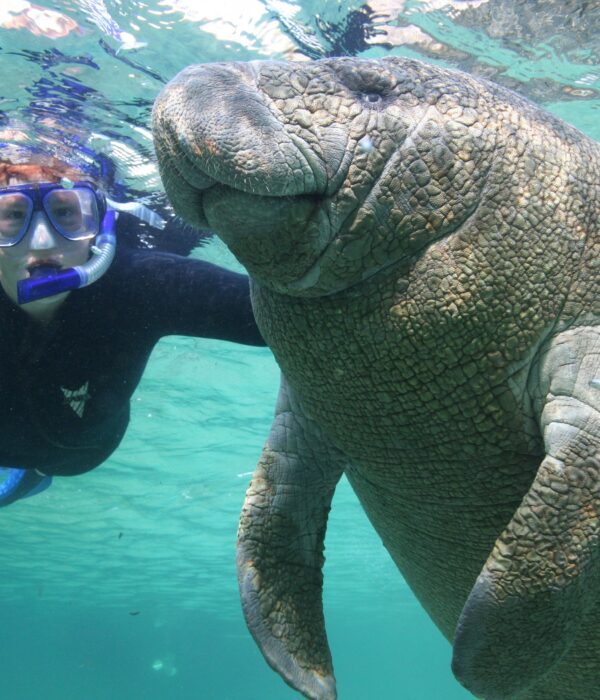 Florida Riverfront Eco-Resort Offering Swim with Manatees Packages