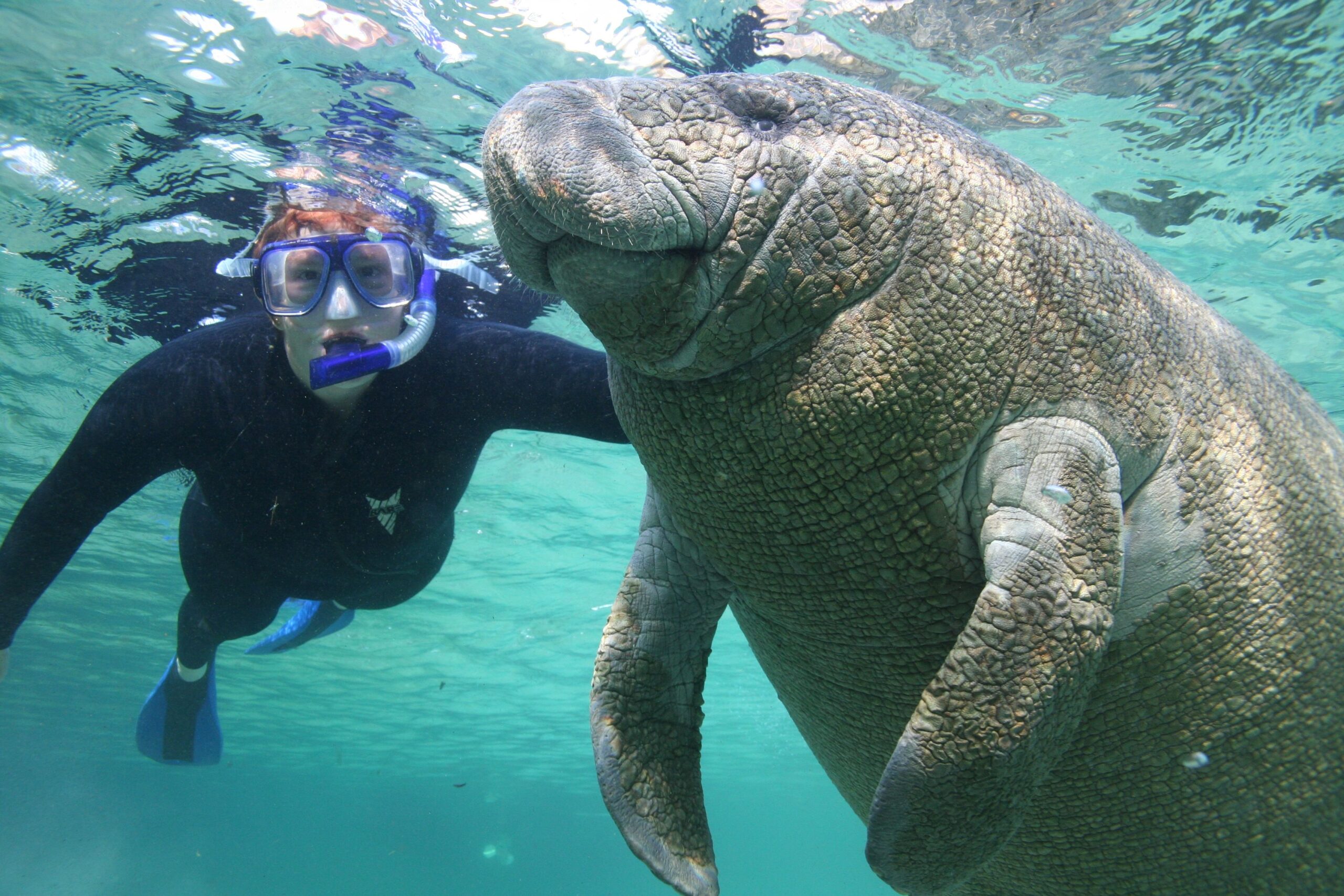 Florida Riverfront Eco-Resort Offering Swim with Manatees Packages