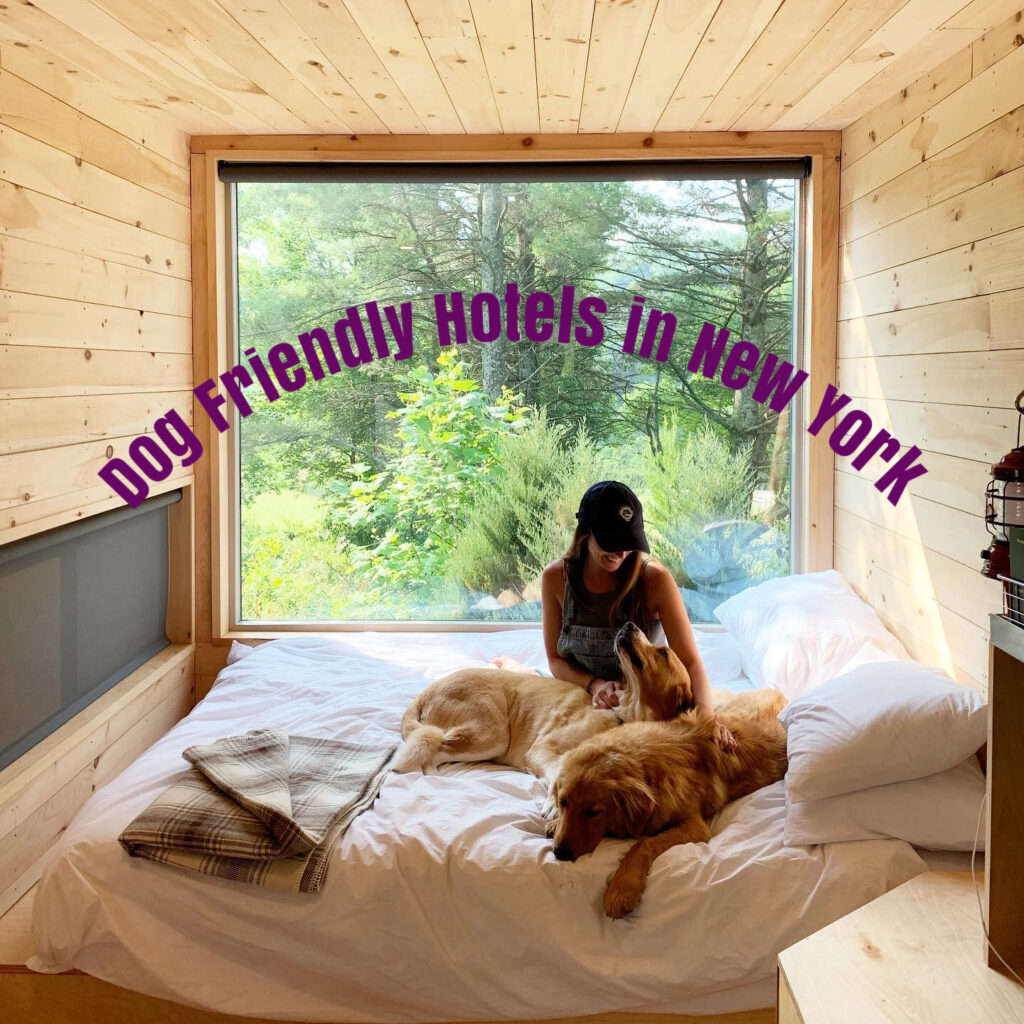 Pet Friendly Hotels in New York | Eco Travel