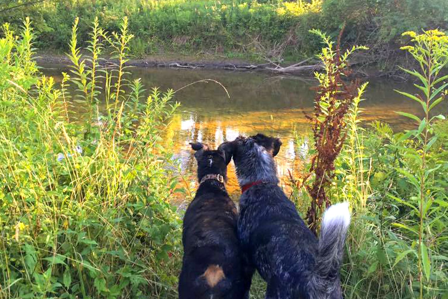 Pet Friendly Hotels in New York | Eco Travel