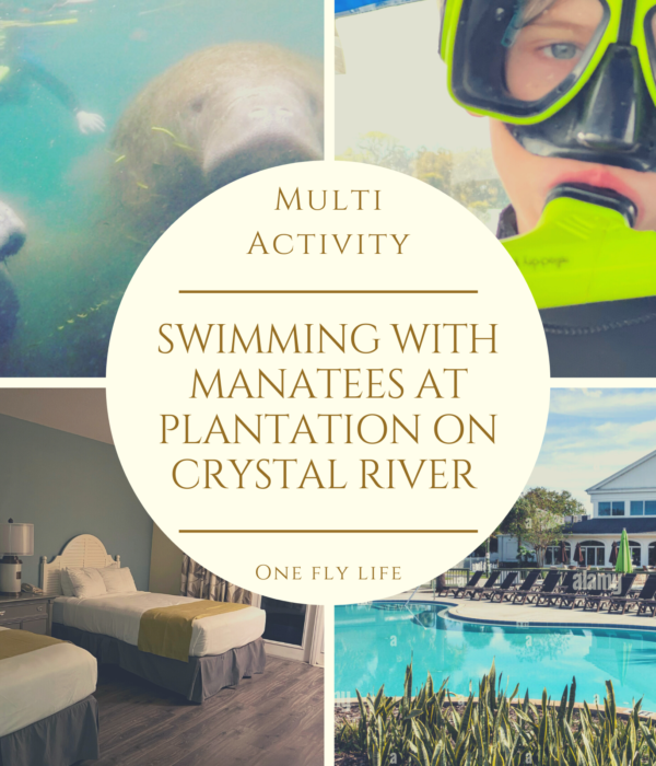 An Amazing Adventure Swimming with Manatees at Plantation on Crystal River